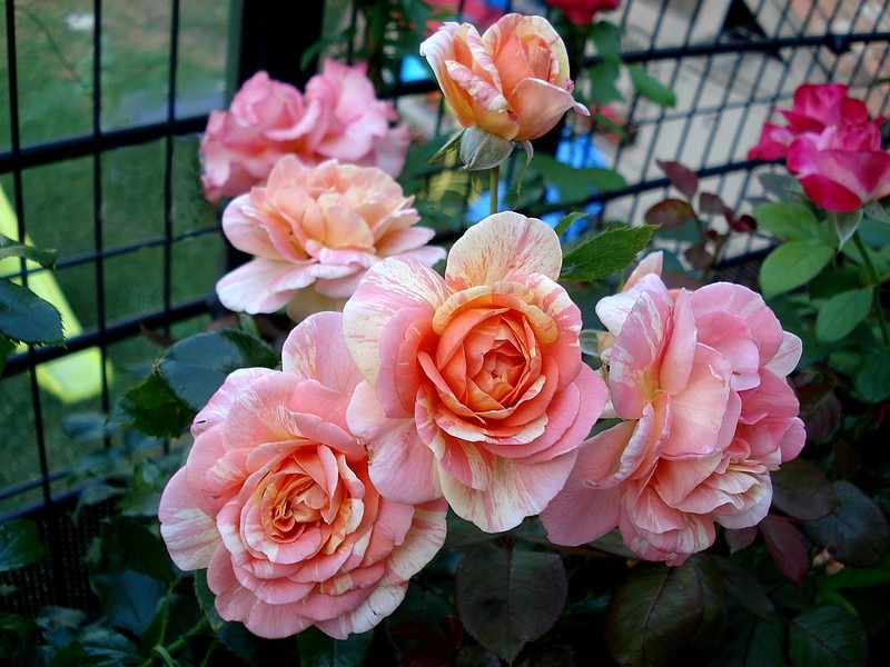 'La Rose  des Impressionnistes ®' rose photo