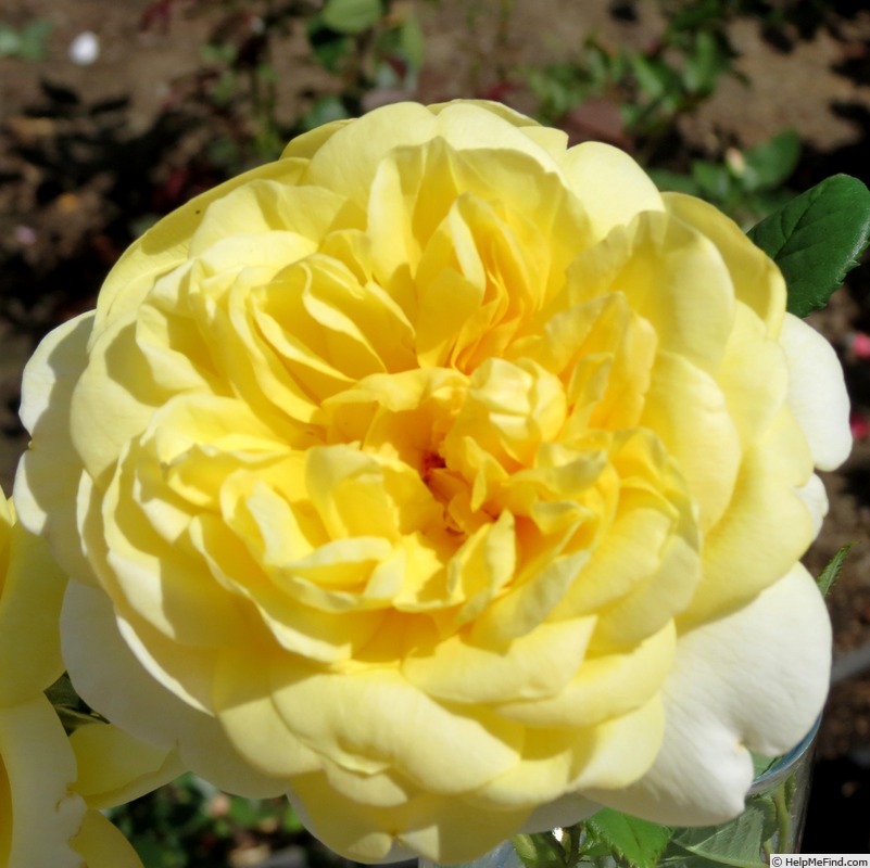'The Poet's Wife ™' rose photo