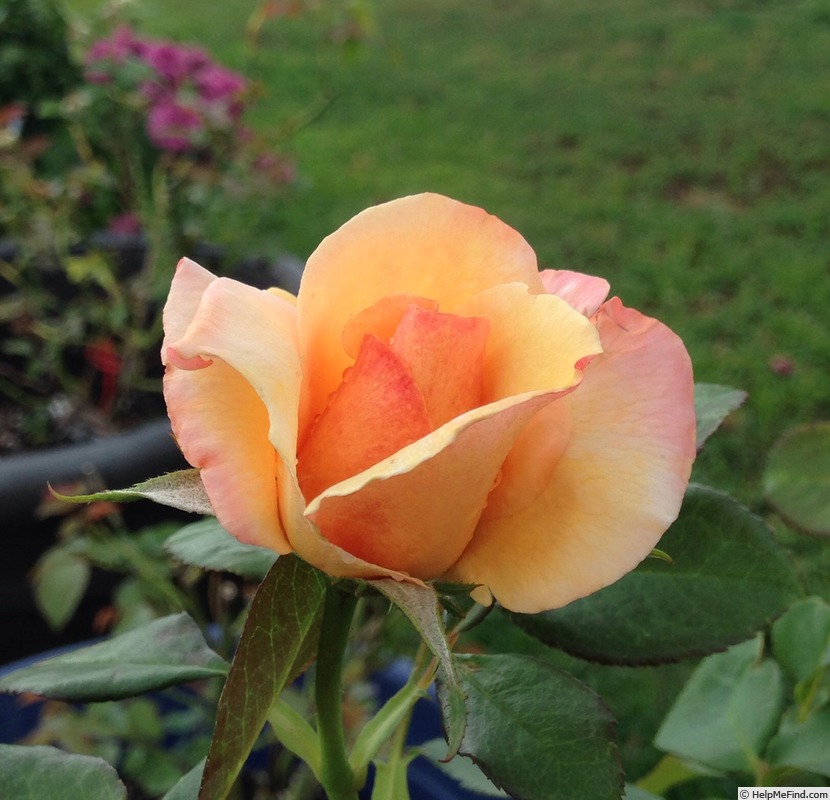 'Tahitian Sunset ™' rose photo