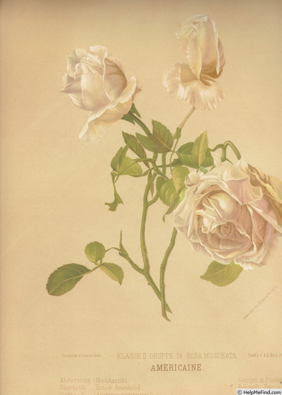 'America (Noisette, Page 1859)' rose photo