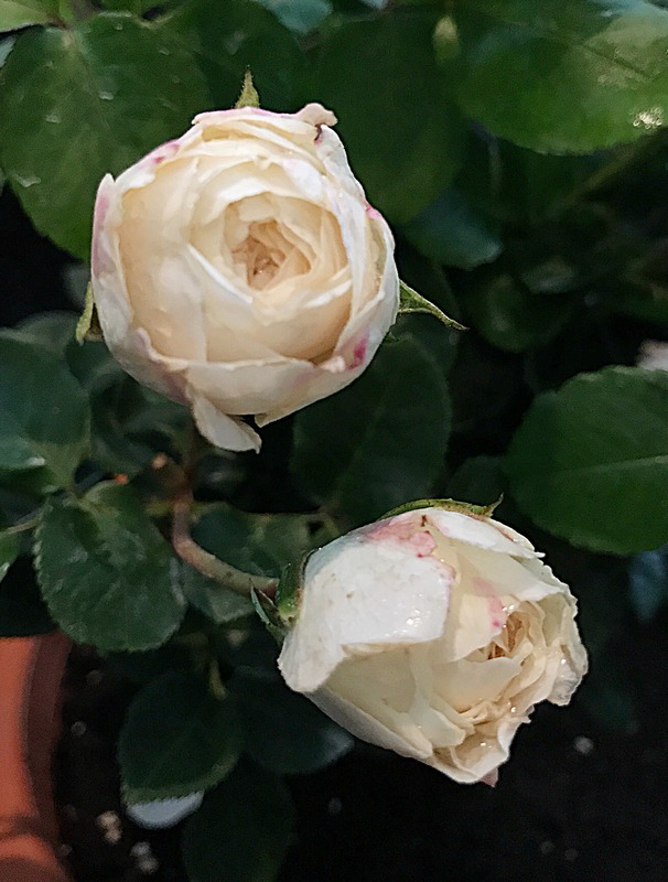 'Tranquillity (shrub, Austin, 2012)' rose photo