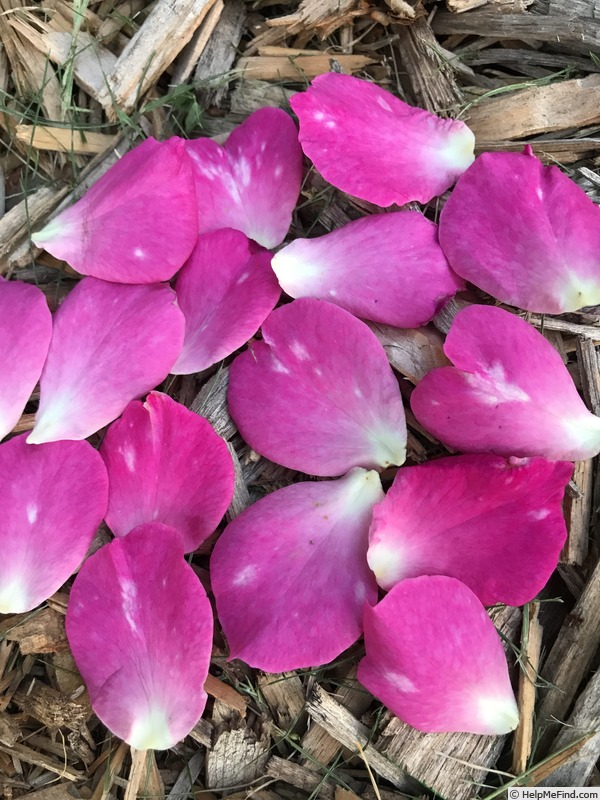 '777ROS JULCHL-02' rose, click to enlarge '777ROS JULCHL-02' rose photo