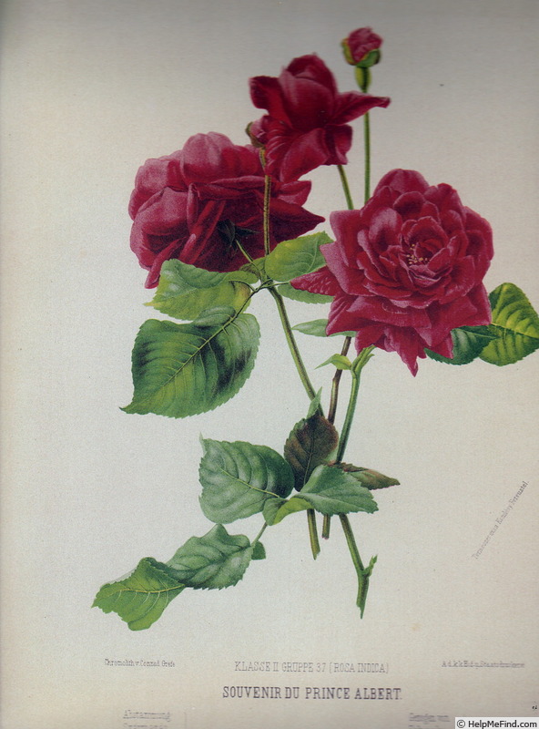 'Prince Albert (bourbon, Fontaine/Paul, 1852)' rose photo