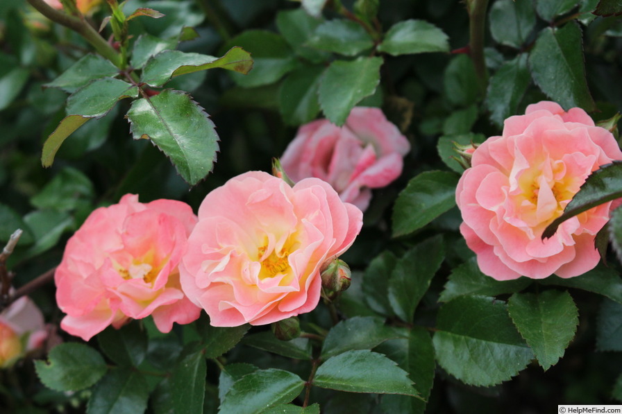 'Peach Drift ®' rose photo