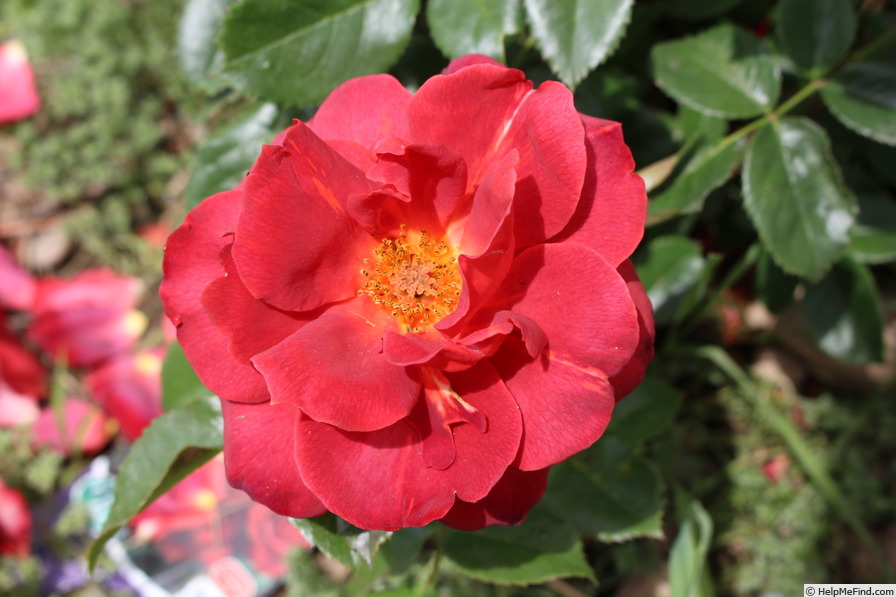 'Hot Cocoa ™ (Floribunda, Carruth 2001)' rose photo