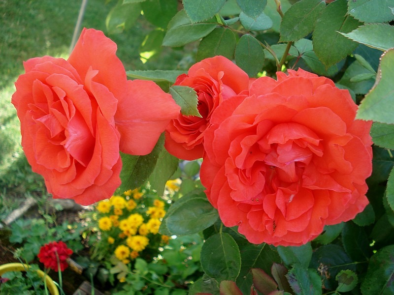 'Satellite ® (hybrid tea, Delbard, 1982)' rose photo