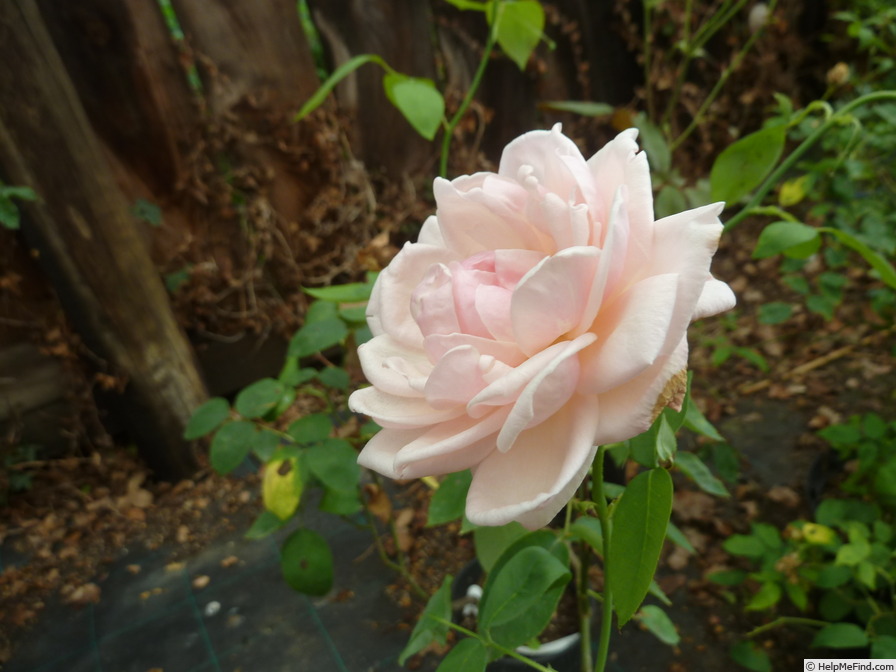 'Madame Léon Constantin' rose photo