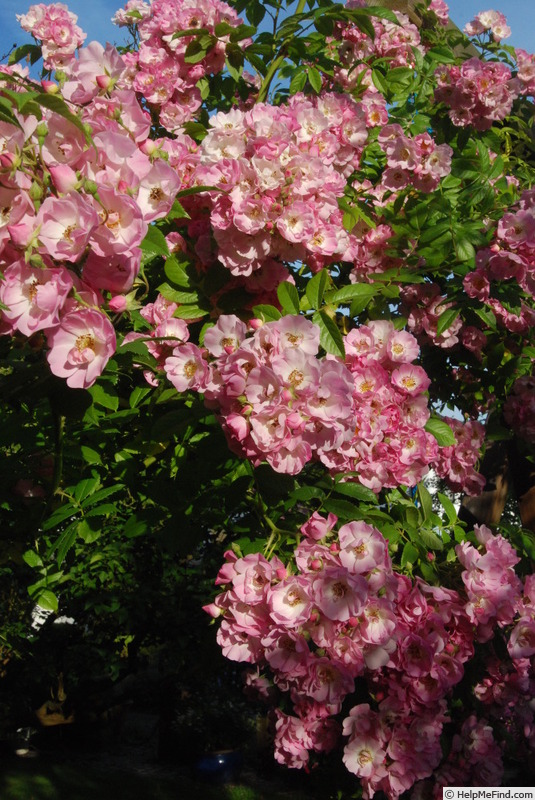 'Apple Blossom (hybrid multiflora, Burbank, 1932)' rose photo