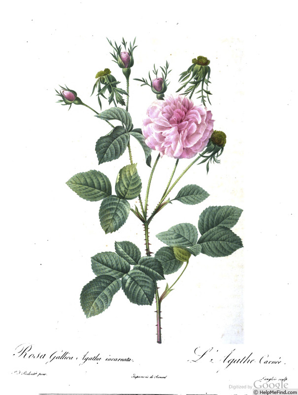 'Agathe carnée' rose photo