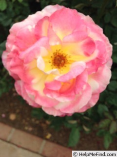'Sue Streeper' rose photo