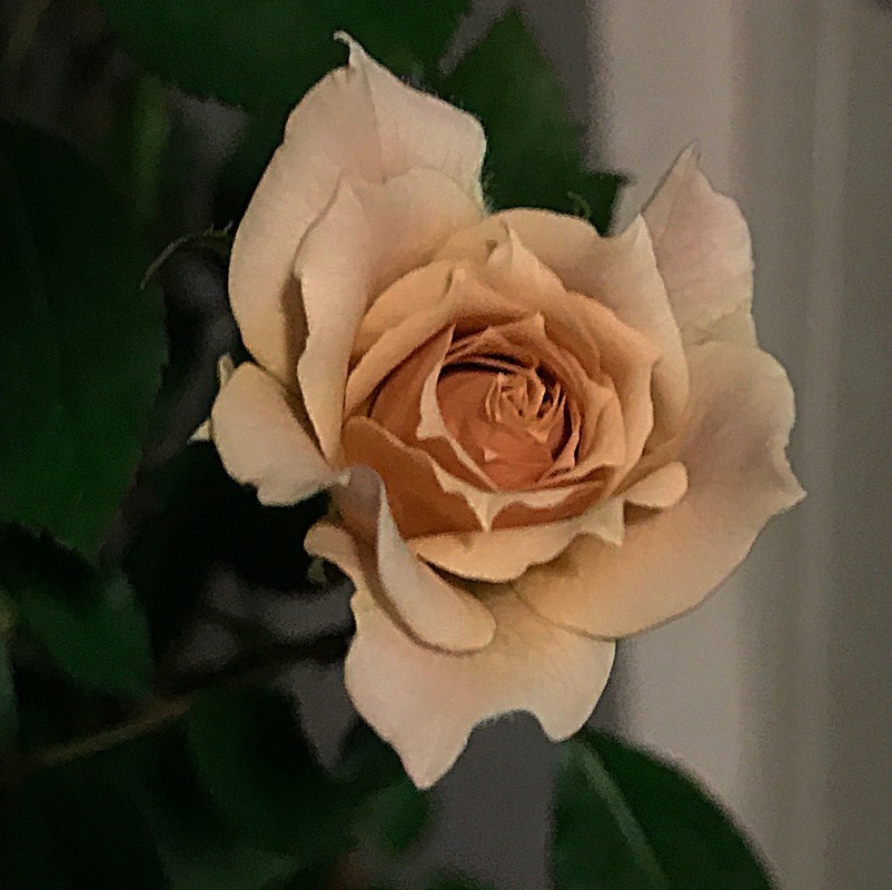'Iori' rose photo
