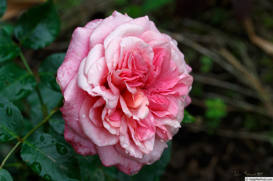 'Comeback ®' rose photo