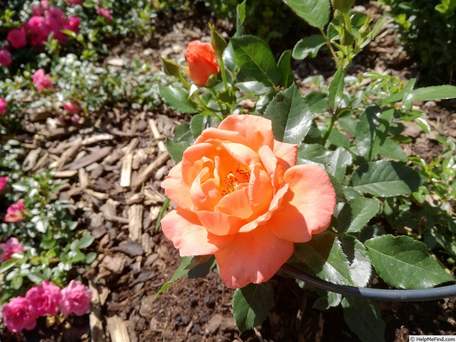 'Betty Harkness' rose photo