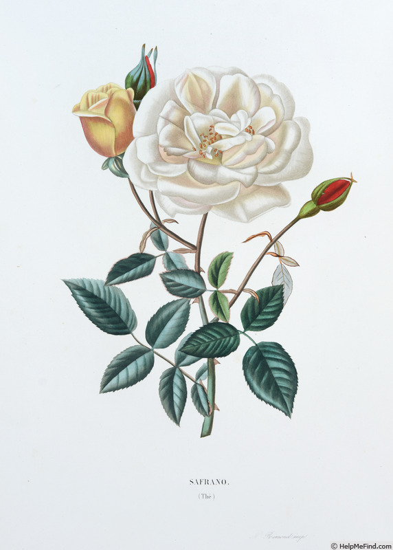 'Safrano (Tea, Beauregard, 1837)' rose photo