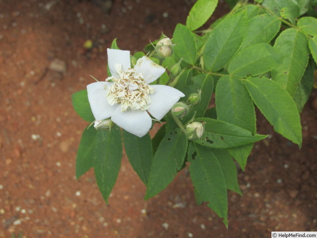 'Double Musk rose' rose photo