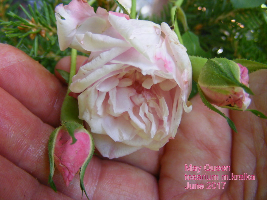 'May Queen (Rambler, Van Fleet, 1898)' rose photo