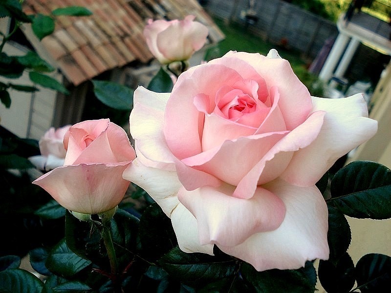 'Eve Ruggieri ®' rose photo
