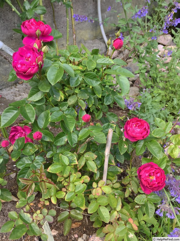'RedBluOP1' rose photo