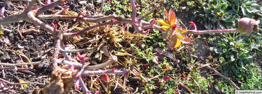 'Marquise de Vivens' rose, click to enlarge 'Marquise de Vivens' rose photo