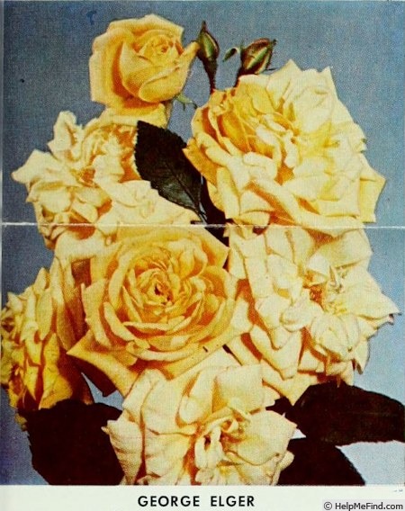 'George Elger' rose photo