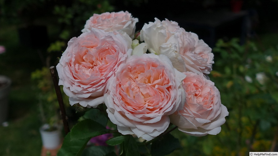 'Clara's Choice' rose photo