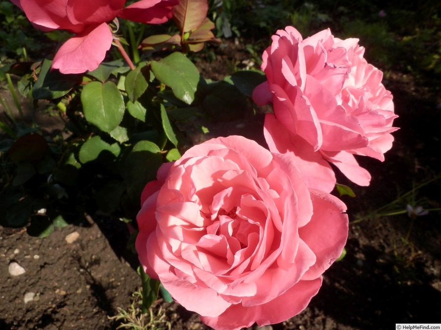 'Sweet Perfumella' rose, click to enlarge