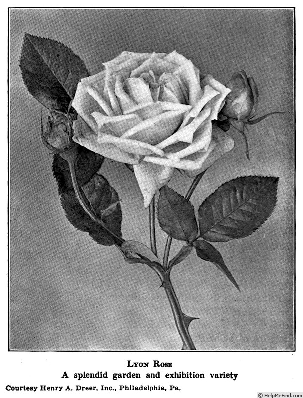 'Lyon Rose' rose photo