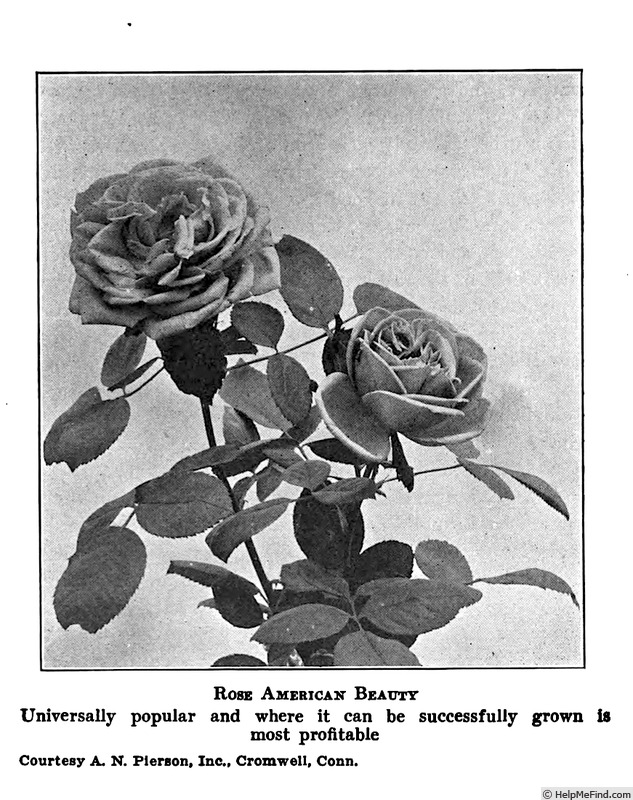 'American Beauty (Hybrid Perpetual, Lédéchaux, 1875)' rose photo
