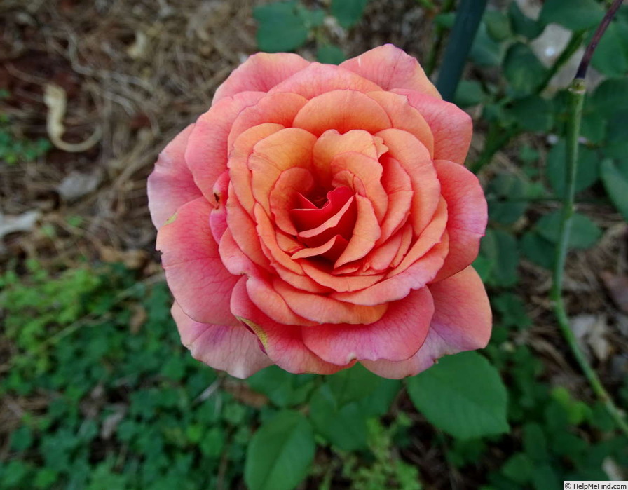 'Home of Time' rose photo