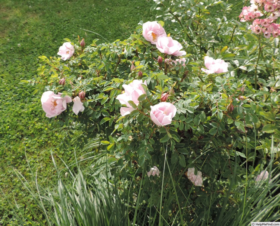 'Mon Amie Claire' rose photo