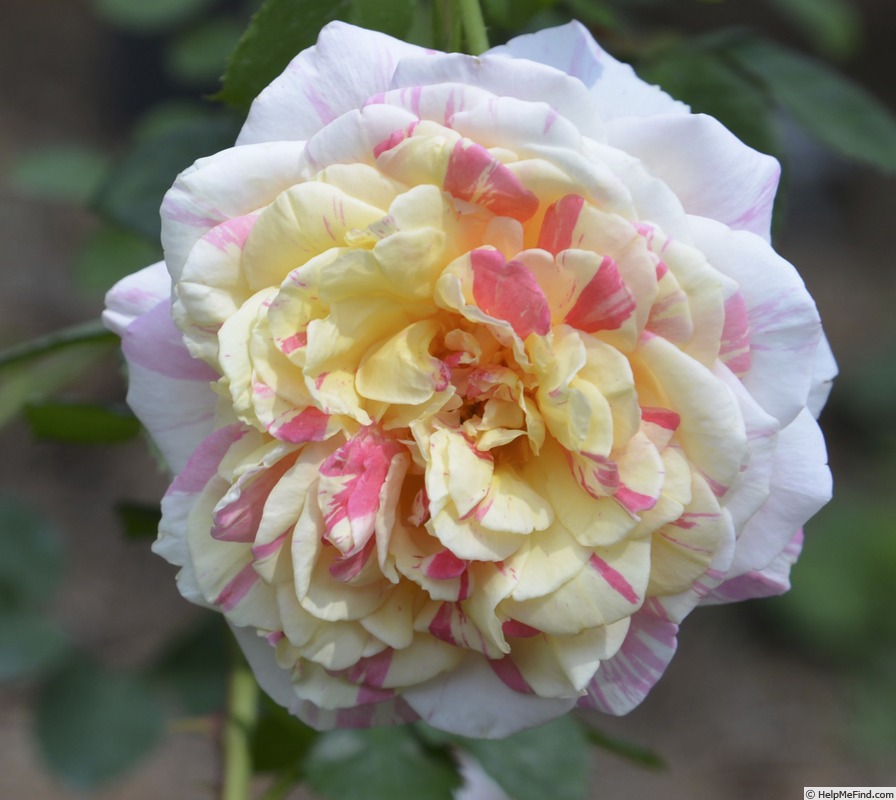 'Citrus Carrousel' rose photo