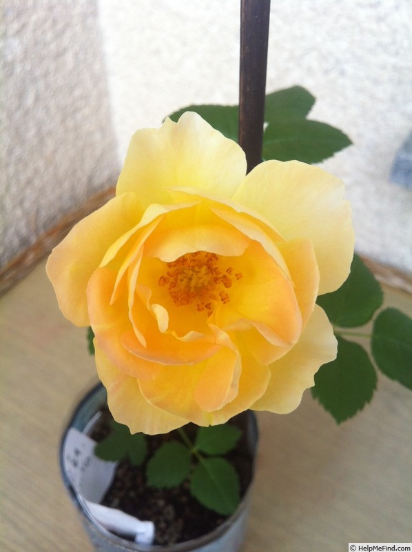 'DPG-2016-11-1_S1' rose photo