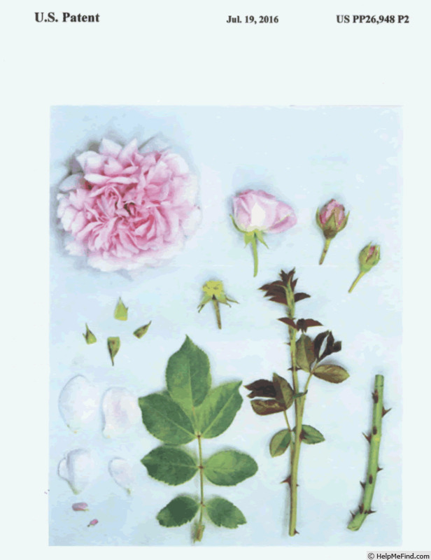 'KORswelug' rose photo