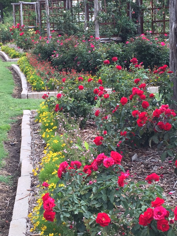 'The Rose Gardens of Farmers Branch'  photo