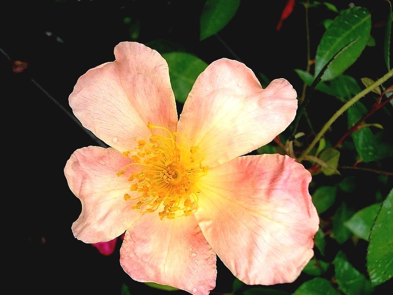 'Rosa chinensis mutabilis' rose photo