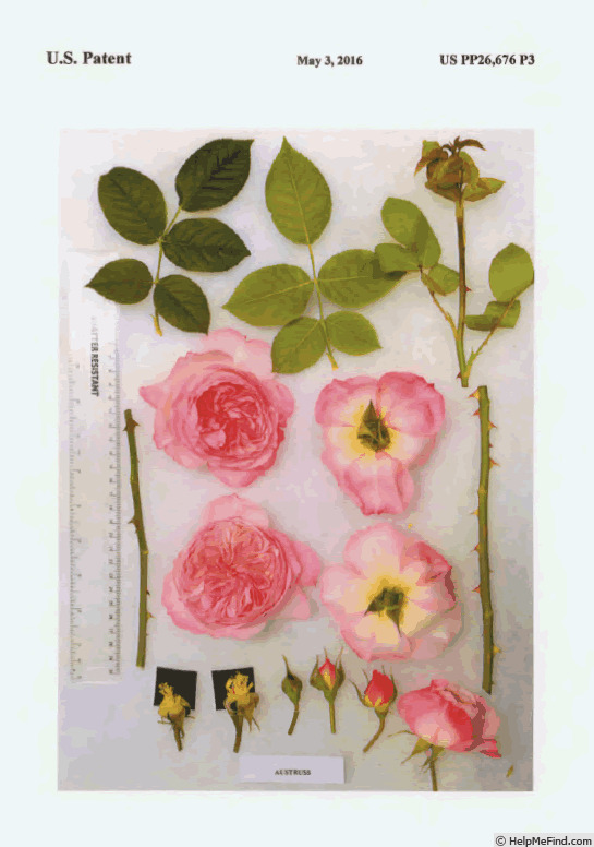 'AUStruss' rose photo
