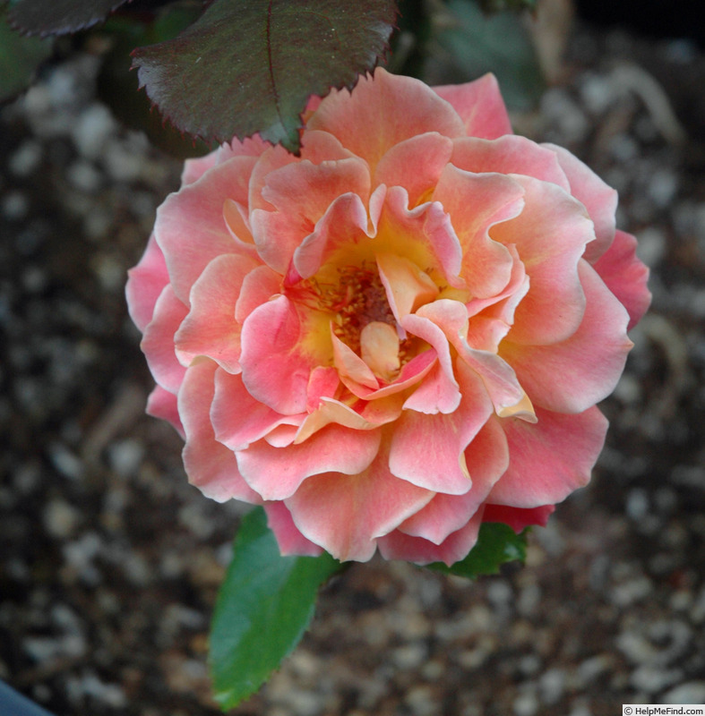 'Rosie The Riveter ™' rose photo