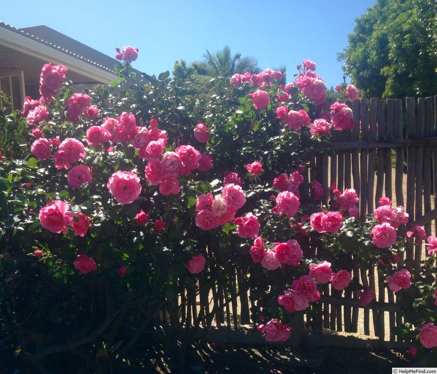 'Blossom Magic' rose photo