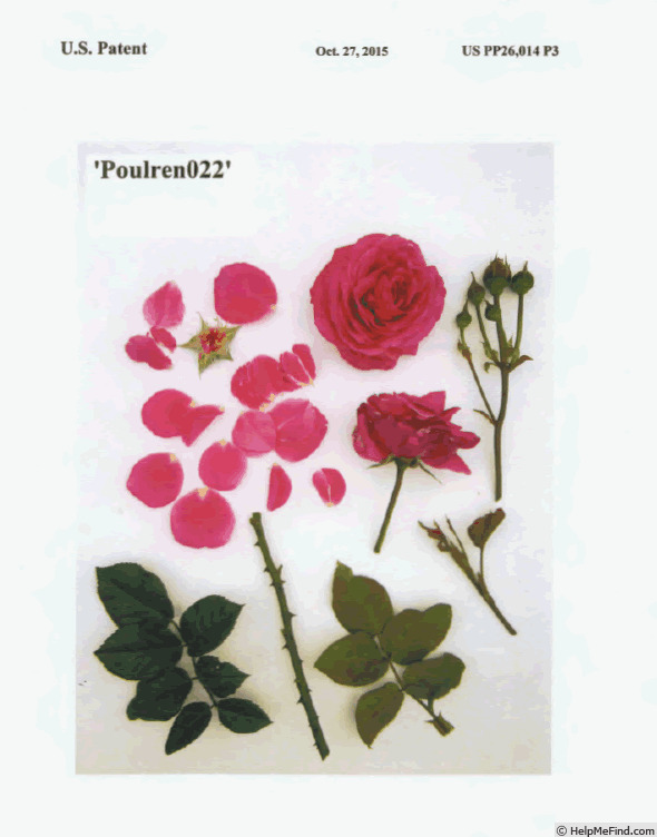 'Poulren022' rose photo