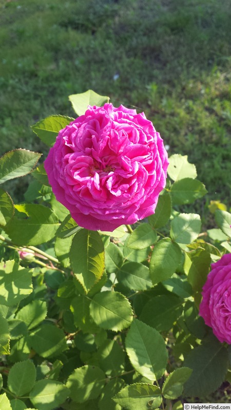 'John Hopper' rose photo
