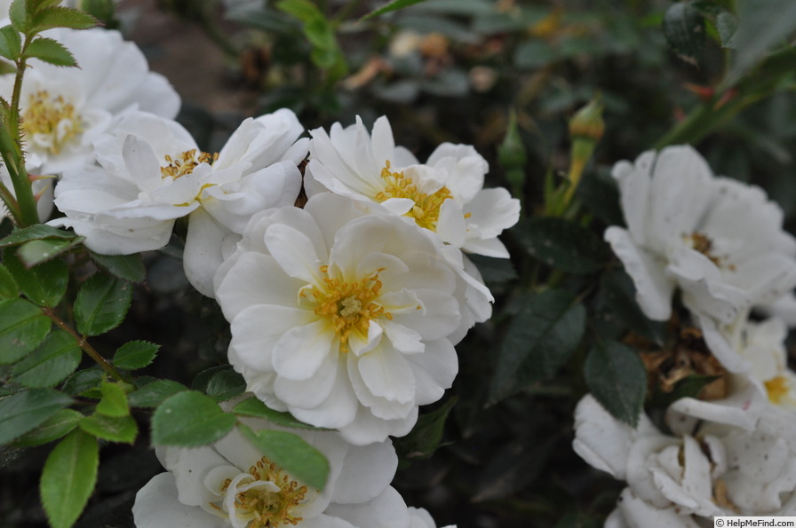 'Bienenweide Weiss ®' rose photo