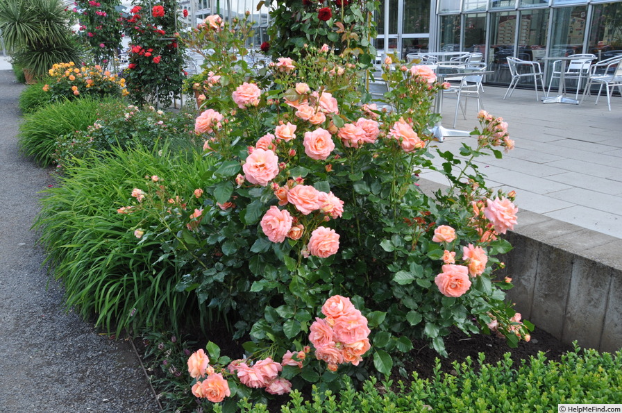 'Bonita Renaissance' rose photo