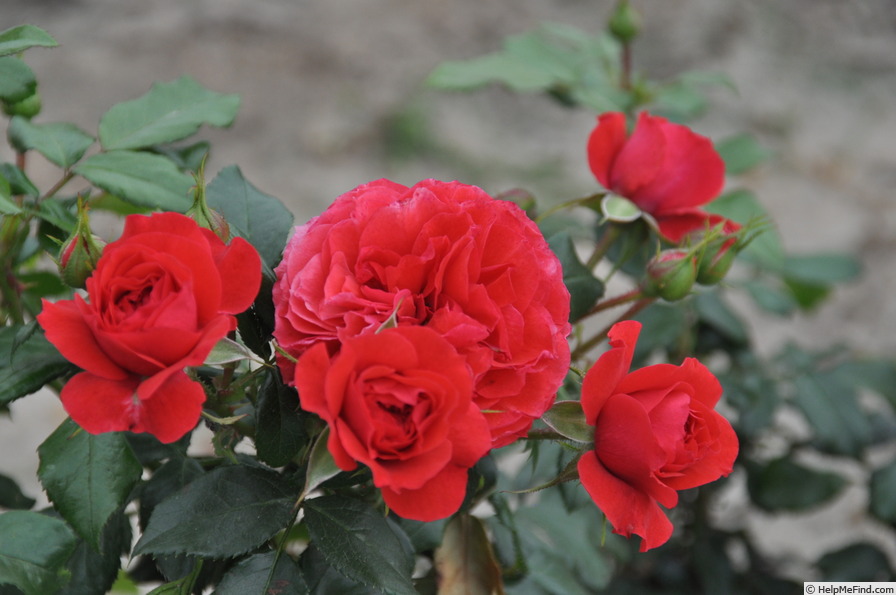 'Cherry Girl ® (floribunda, Kordes, 1997/2009)' rose photo