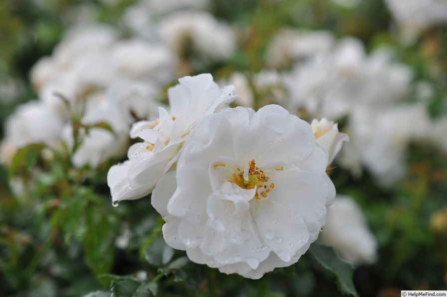 'Diamant® (shrub, Kordes 2001)' rose photo