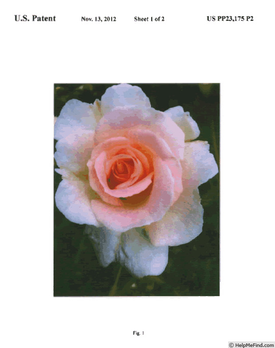 'GRAsuper' rose photo
