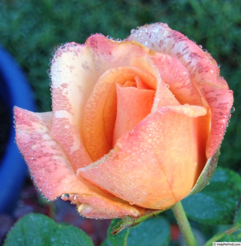 'Tahitian Sunset ™' rose photo