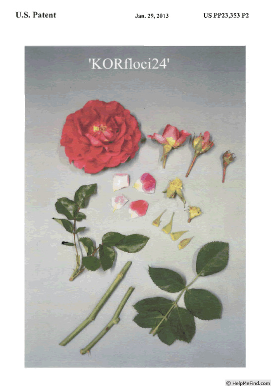 'KORfloci24' rose photo
