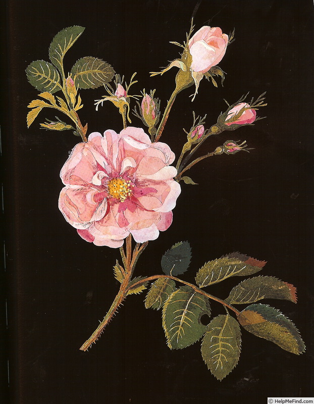 'Cluster Damask Rose' rose photo