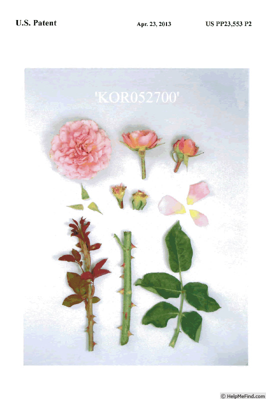 'KOR052700' rose photo