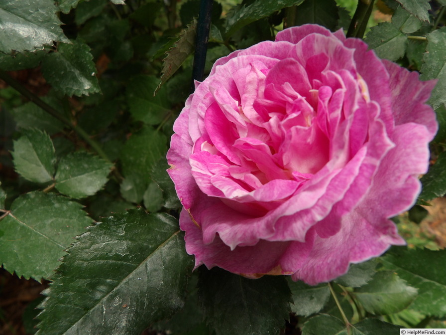 'The Good Dog' rose photo